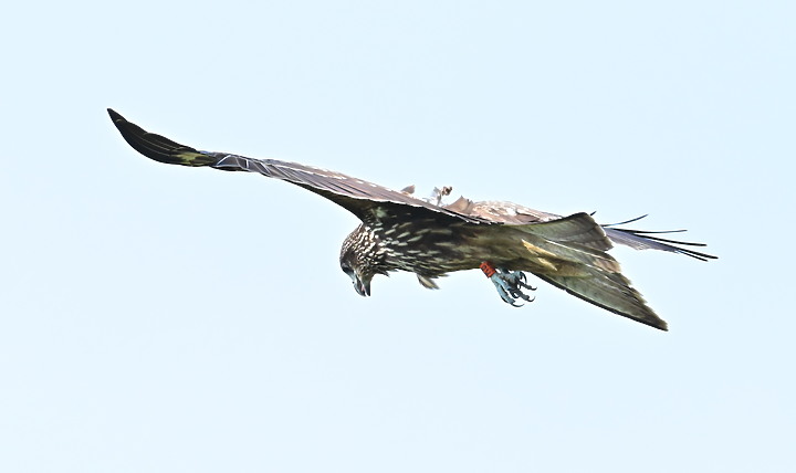 Z7II+600mm+1.4X記錄到屏東出生，泰武放飛K3和K8黑鳶，K8帶有太陽能發報器。