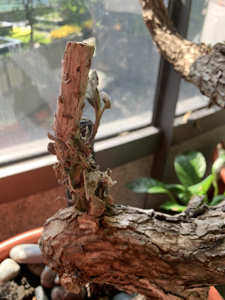 點我看大圖 請問日照大概4-5小時 大盆植栽都生長的不順 求幫助...