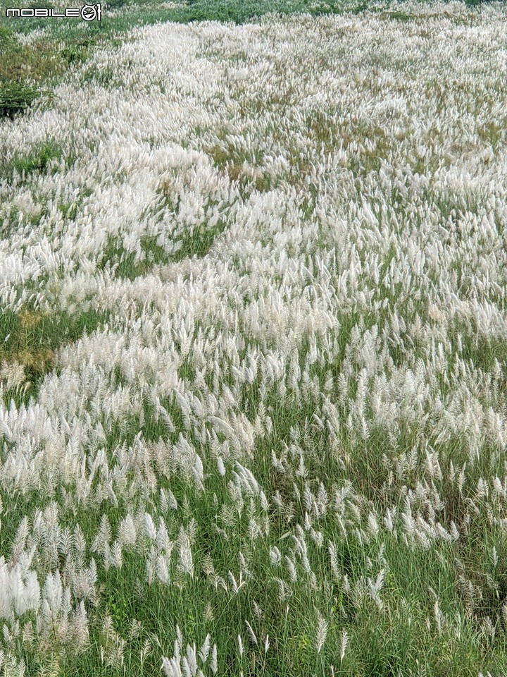 芒花(甜根子草) 台南市大內區大內橋 09/18