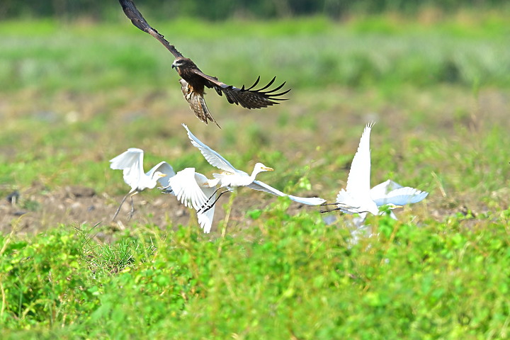 Z7II+600mm+1.4X記錄到屏東出生，泰武放飛K3和K8黑鳶，K8帶有太陽能發報器。