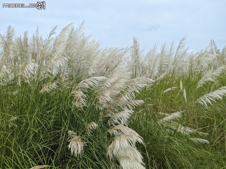 甜根子草 台南市安平區城平路 09/11