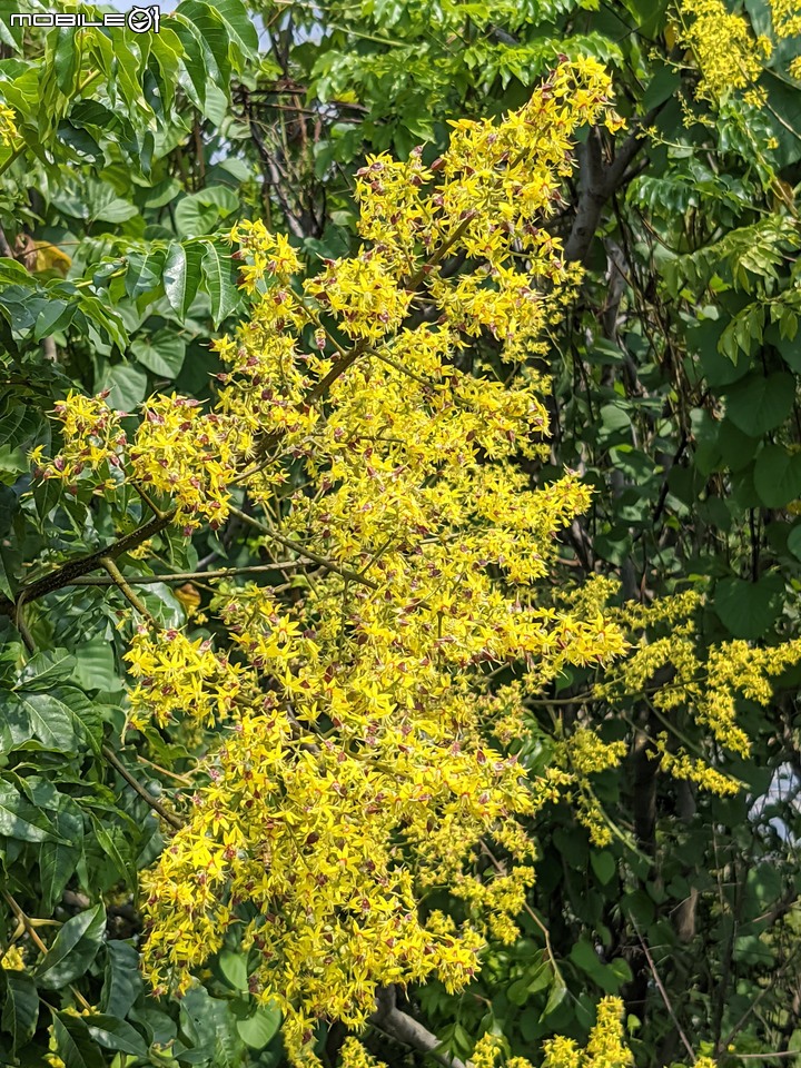 台灣欒樹 台南市仁德區二仁溪畔 09/21