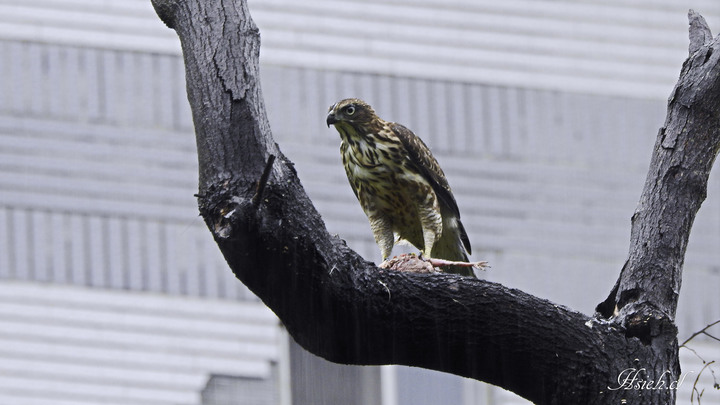 賞鳥日記