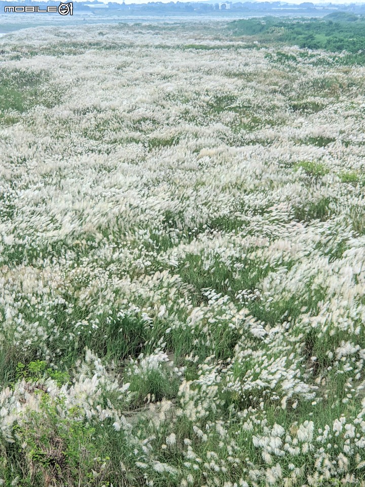 芒花(甜根子草) 台南市大內區大內橋 09/18