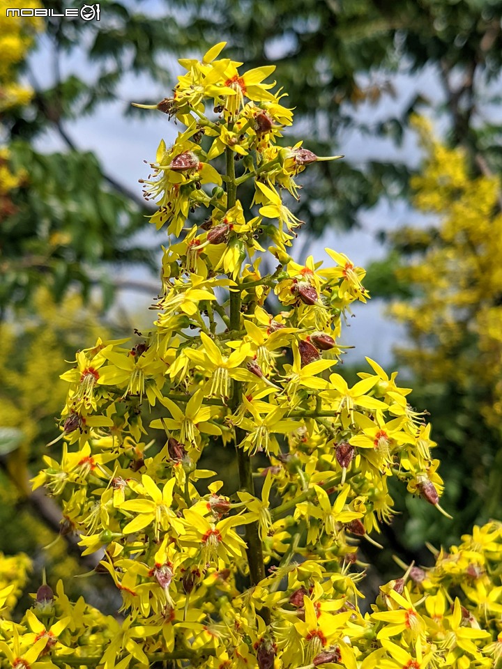 台灣欒樹 台南市仁德區二仁溪畔 09/21