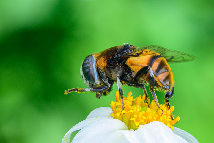 善用Z50上面的U1/U2設定，讓你快速開始拍照(微距)