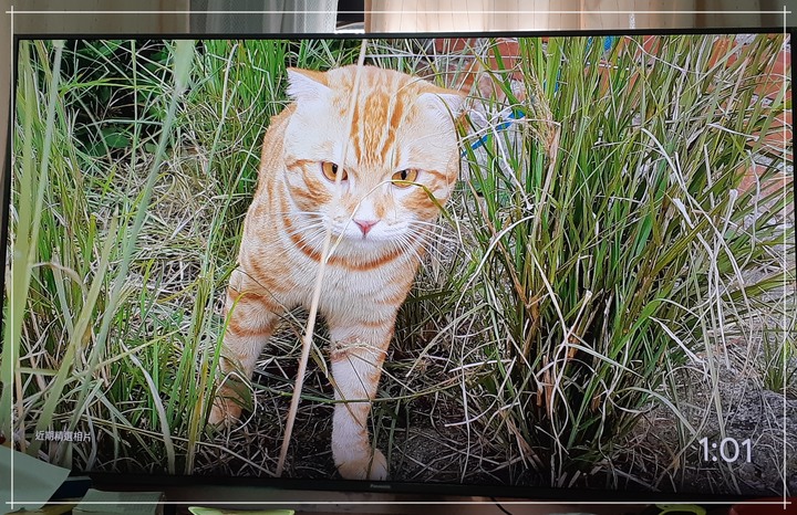 防疫在家靠什麼？就靠Panasonic TH-65JX900W Android TV吧！