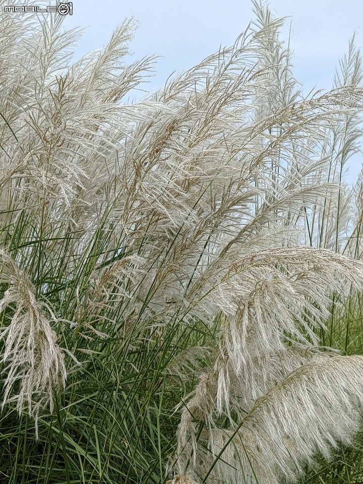 甜根子草 台南市安平區城平路 09/11