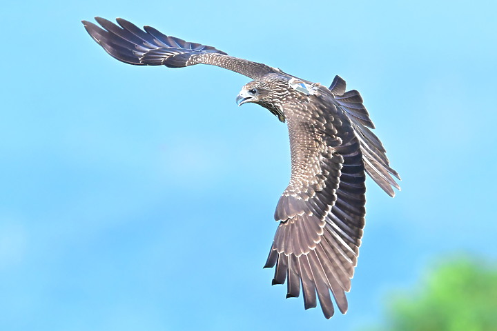 Z7II+600mm+1.4X記錄到屏東出生，泰武放飛K3和K8黑鳶，K8帶有太陽能發報器。