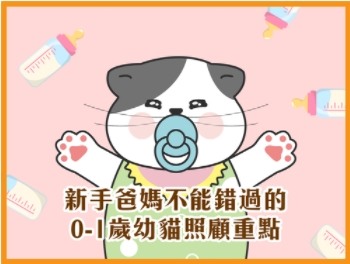 新手喵爸媽不能錯過的0-1歲幼貓照顧