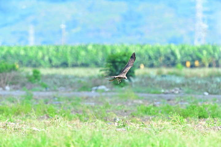 Z7II+600mm+1.4X記錄到屏東出生，泰武放飛K3和K8黑鳶，K8帶有太陽能發報器。