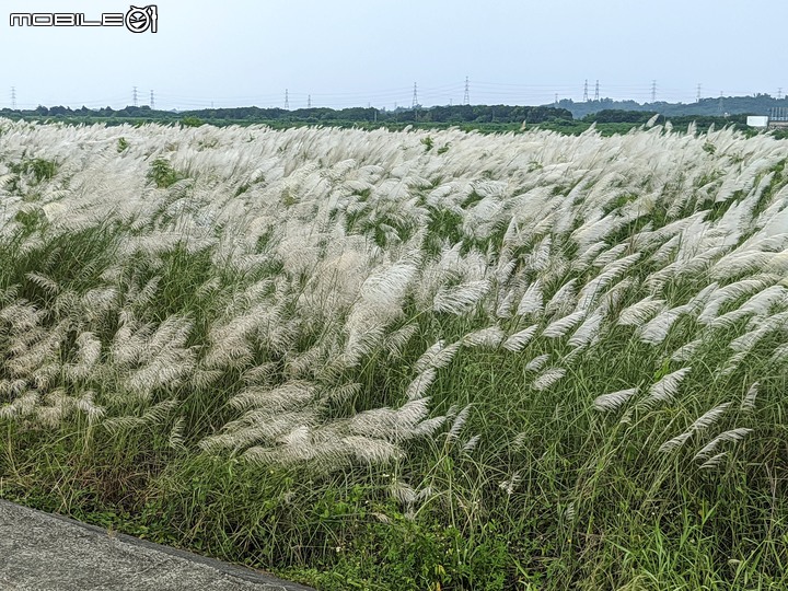 芒花(甜根子草) 台南市大內區大內橋 09/18