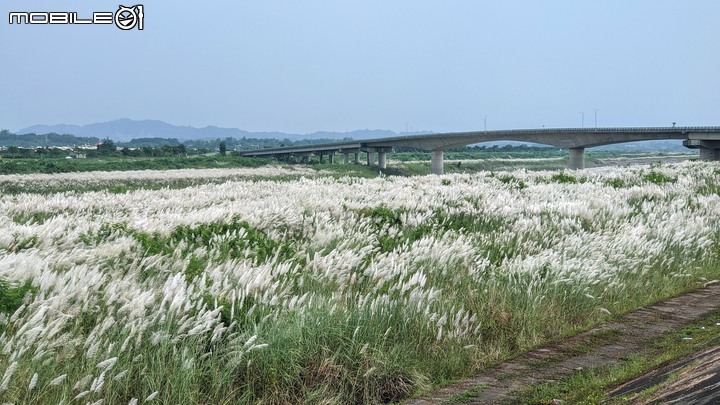 芒花(甜根子草) 台南市大內區大內橋 09/18