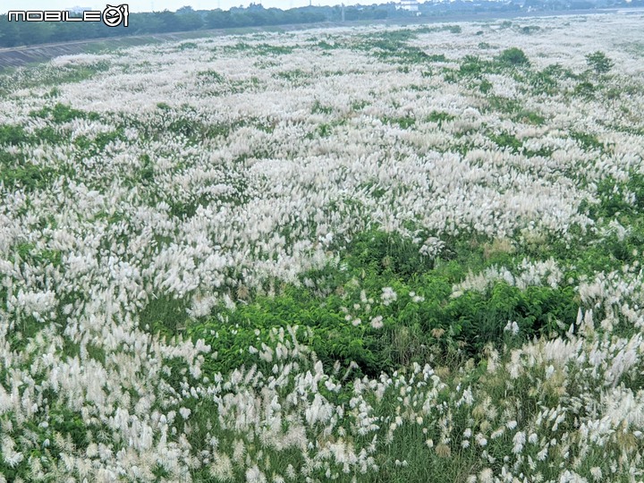 芒花(甜根子草) 台南市大內區大內橋 09/18