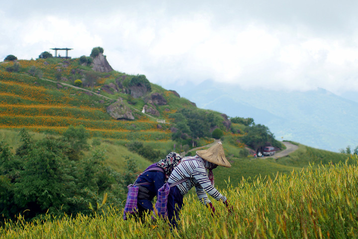 花蓮六十石山金針花之旅