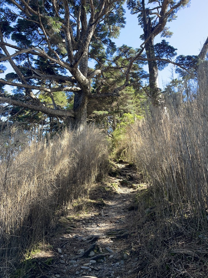 『北大武山』(^=◕ᴥ◕=^)：不能錯過多元登山地形一次滿足お~い~し~い~