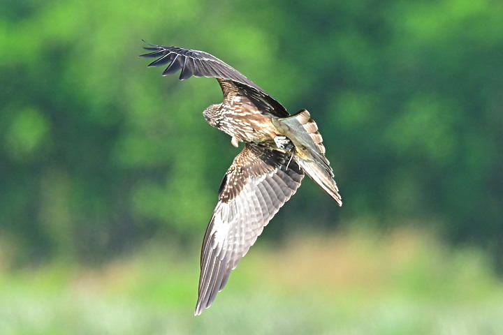 Z7II+600mm+1.4X記錄到屏東出生，泰武放飛K3和K8黑鳶，K8帶有太陽能發報器。