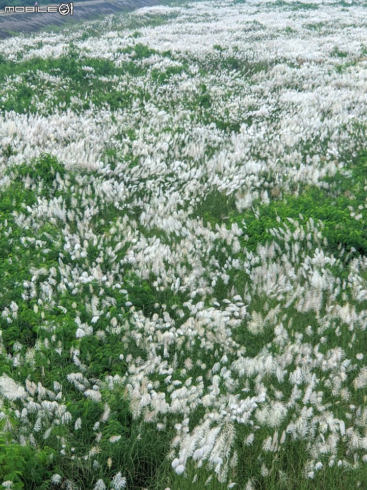 芒花(甜根子草) 台南市大內區大內橋 09/18