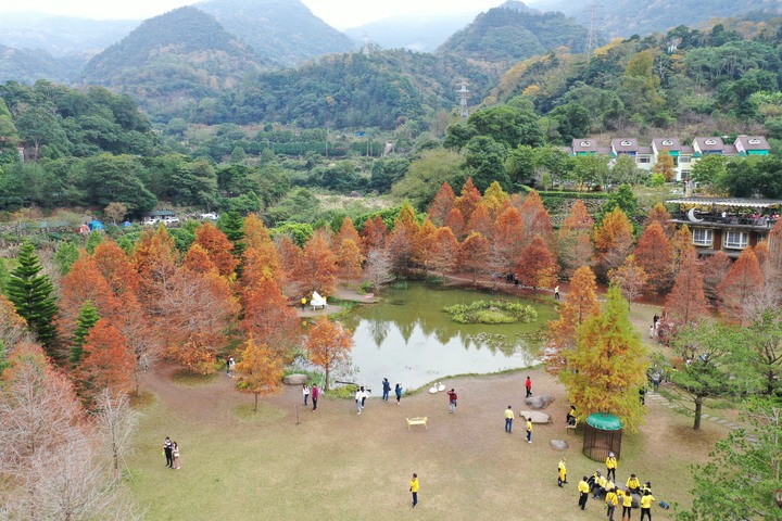 苗栗三灣落羽松美景