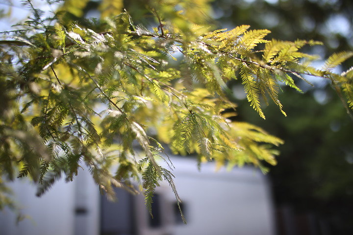 Laowa Argus 35mm f/0.95 評測報告|專為全幅無反而生 傲視同級最大光圈!