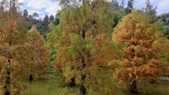 苗栗三灣落羽松美景