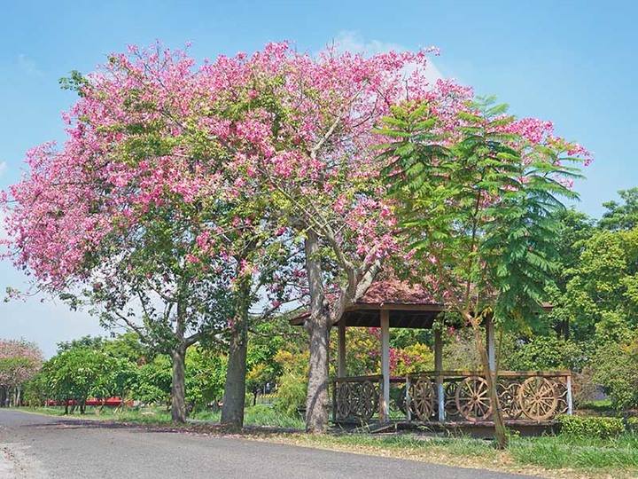 粉色花海來襲!北斗河濱公園綿延兩公里美人樹綻放中