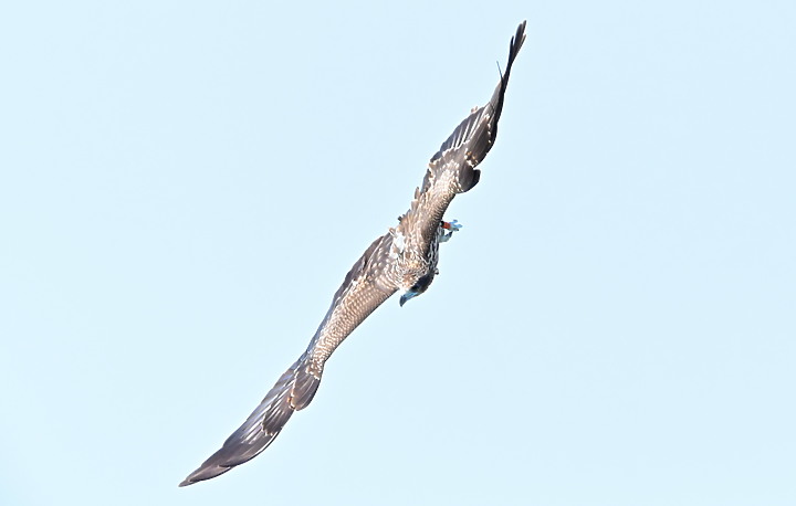 Z7II+600mm+1.4X記錄到屏東出生，泰武放飛K3和K8黑鳶，K8帶有太陽能發報器。