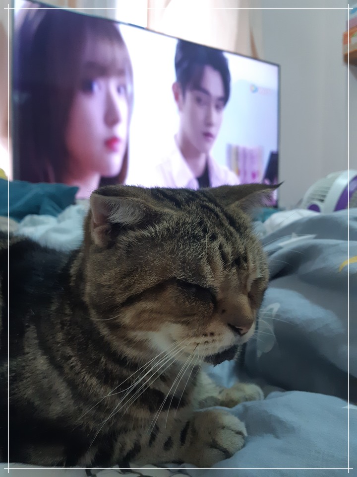 防疫在家靠什麼？就靠Panasonic TH-65JX900W Android TV吧！