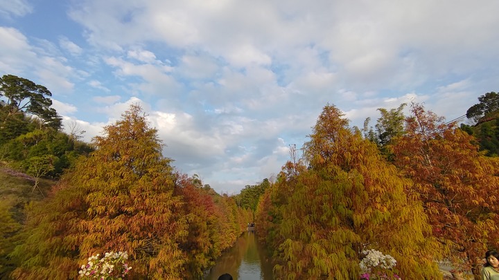 苗栗三灣落羽松美景