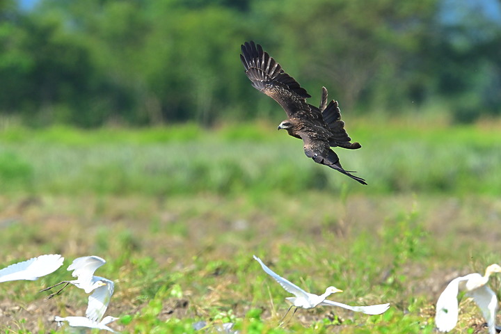 Z7II+600mm+1.4X記錄到屏東出生，泰武放飛K3和K8黑鳶，K8帶有太陽能發報器。