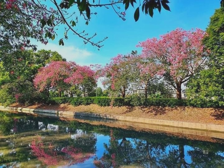 粉色花海來襲!北斗河濱公園綿延兩公里美人樹綻放中