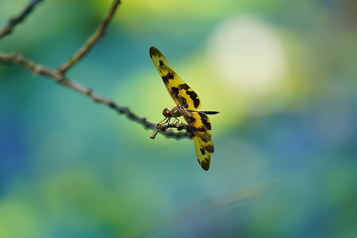 Sigma 150-600mm F5-6.3 DG DN OS Sport 評測報告|E-Mount 超望遠的性價比首選!