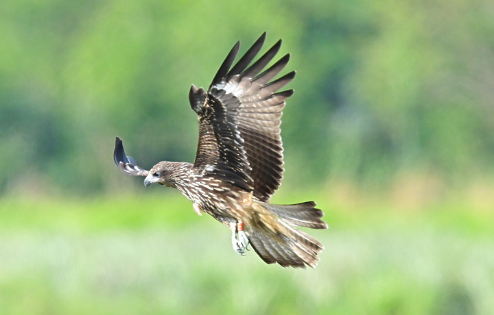 Z7II+600mm+1.4X記錄到屏東出生，泰武放飛K3和K8黑鳶，K8帶有太陽能發報器。