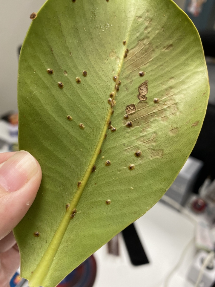 葉背長的這斑點是什麼呢？