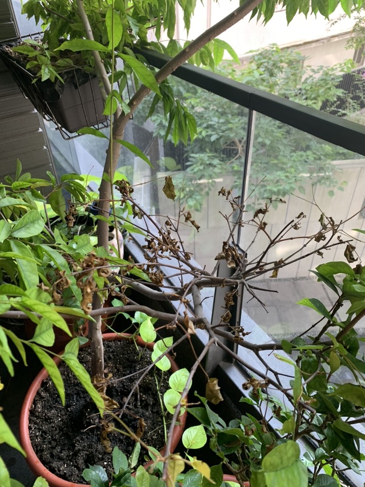 點我看大圖 請問日照大概4-5小時 大盆植栽都生長的不順 求幫助...