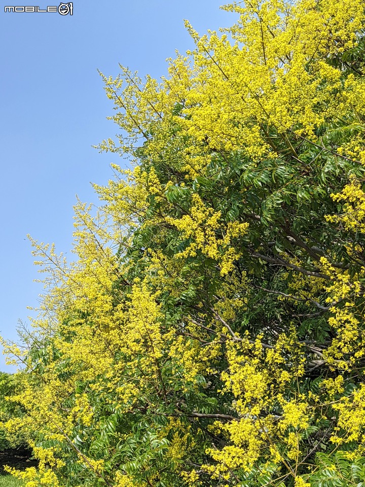 台灣欒樹 台南市仁德區二仁溪畔 09/21