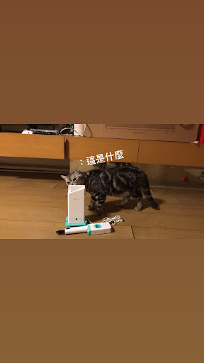 🐈 領養浪貓日記-居家潛血檢測
