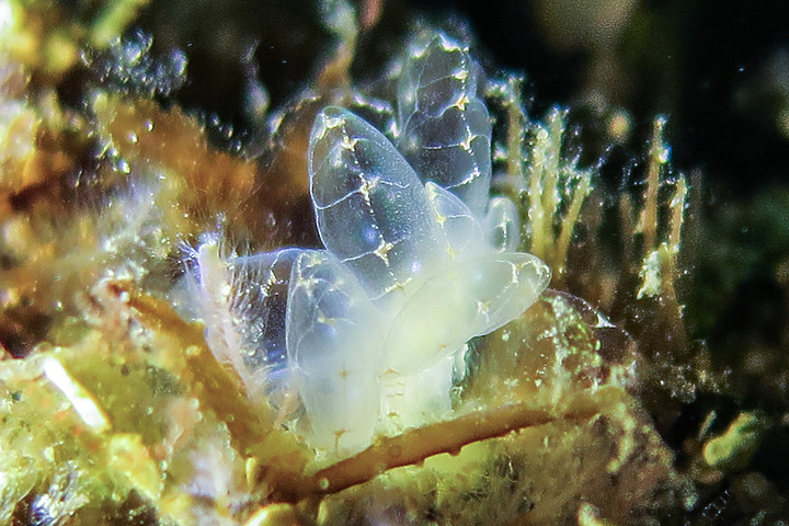 【裝備開箱】全新水下照明官Adventurer M1000W就任了