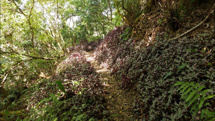 [樂山童盟] [台北文山] 岐山古道-猴山岳前峯-猴山岳
