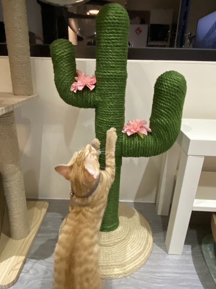逛寵物展幫貓兒子~買買!