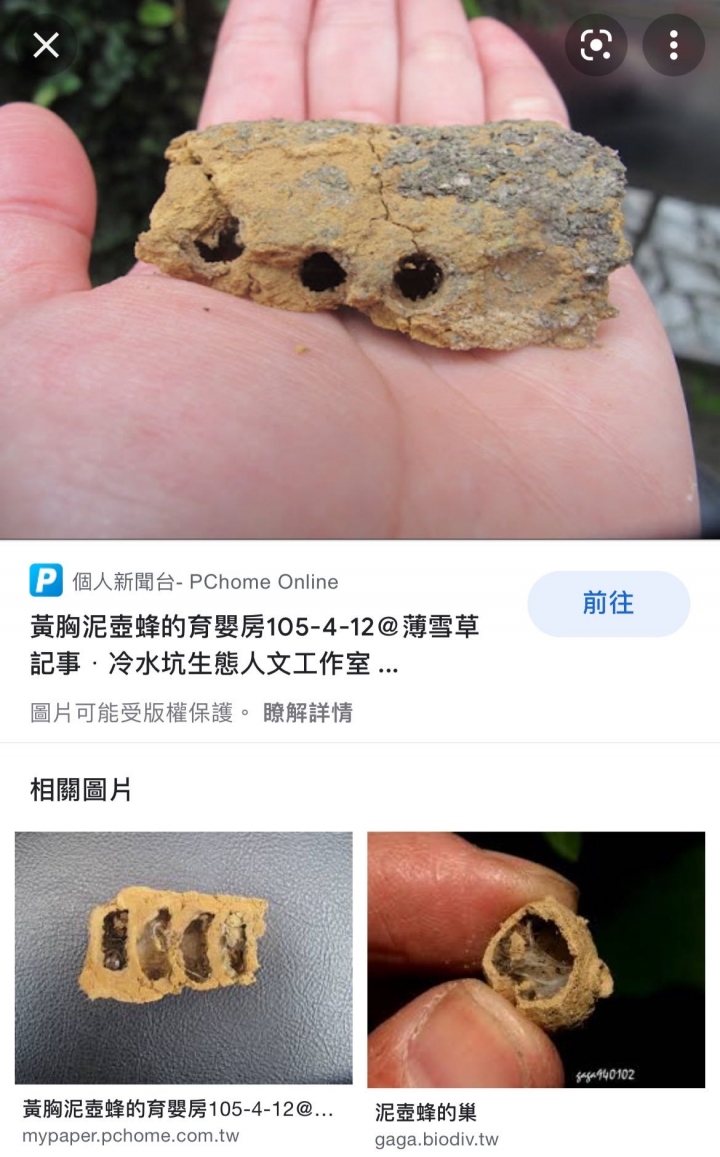 ［請益］陽台看到不明蟲窩