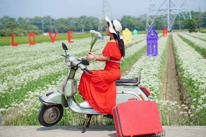 彰化埤頭「白雪」秘境!遍野韭菜花有如白雪般浪漫覆蓋綠田