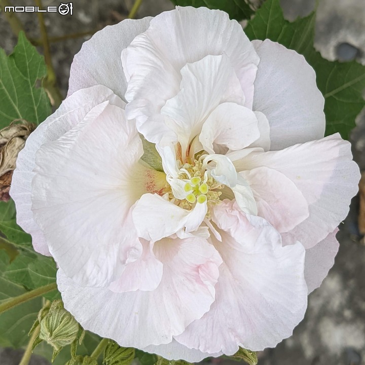 重瓣木芙蓉 台南市六甲區水林里可食性地景公園 10/23