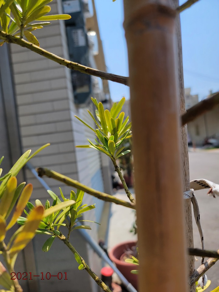 求救，種植羅漢松植物相關問題