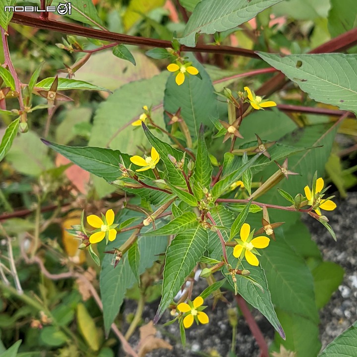 重瓣木芙蓉 台南市六甲區水林里可食性地景公園 10/23