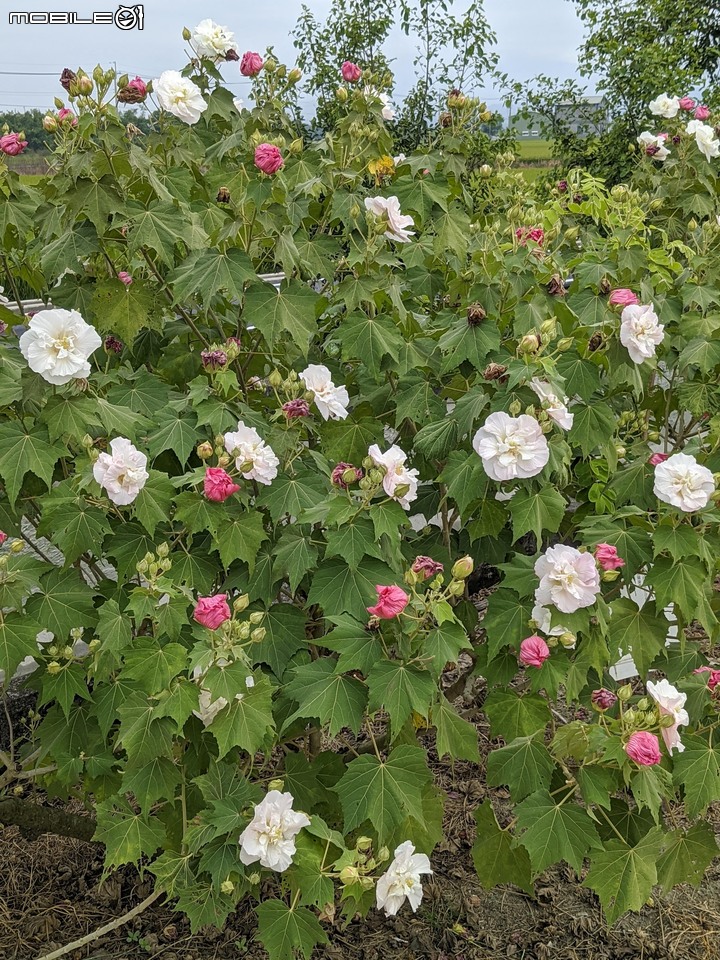 重瓣木芙蓉 台南市六甲區水林里可食性地景公園 10/23