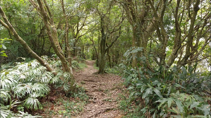 [樂山童盟] [台北文山] 岐山古道-猴山岳前峯-猴山岳