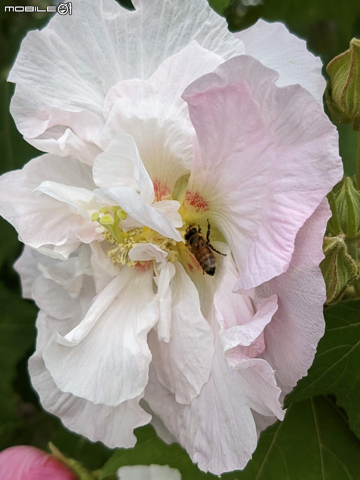 重瓣木芙蓉 台南市六甲區水林里可食性地景公園 10/23