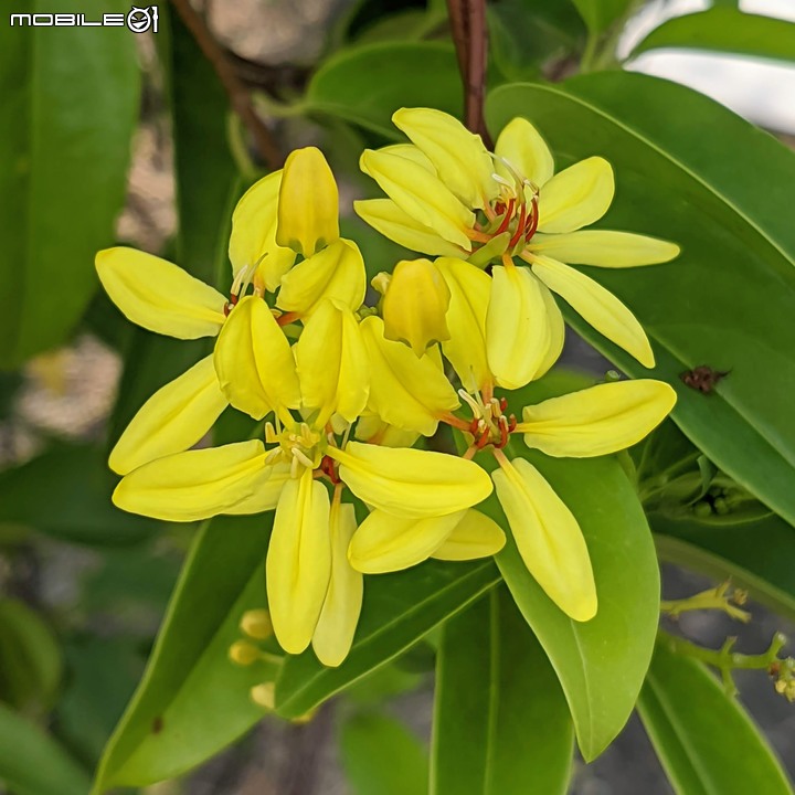 三星果藤 台南市佳里區蕭壠文化園區 10/09