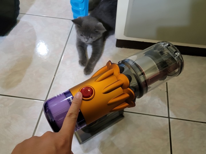 :::貓奴神器::: 雷射綠光偵測 Dyson V12 Detect Slim與7隻貓貓的邂逅